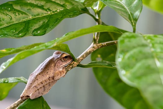 Brown Tree Frog on the small branch of Cape Jasmine