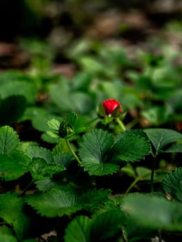 The Mock Strawberry plant for ground cover in the garden