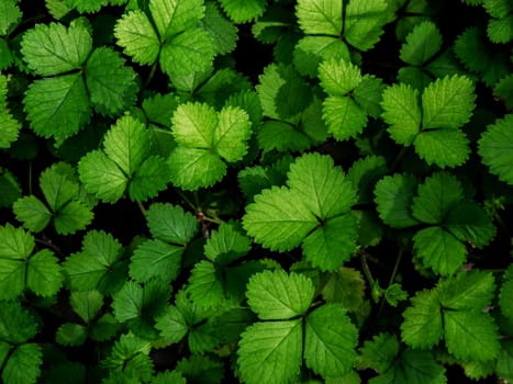 The Mock Strawberry plant for ground cover in the garden