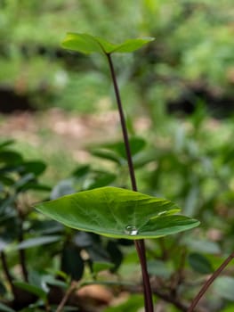 The Droplet water on the colocasia leaf