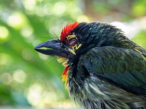 Close up the face of Juvenile Coppersmith barbet bird