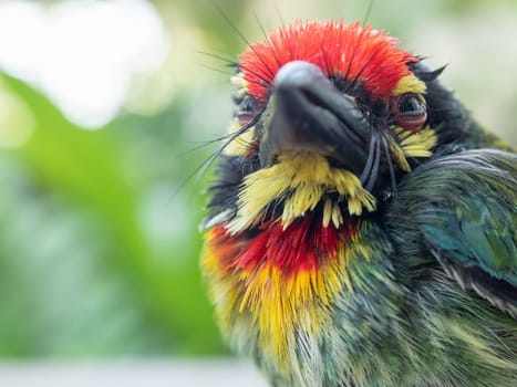 Close up the face of Juvenile Coppersmith barbet bird