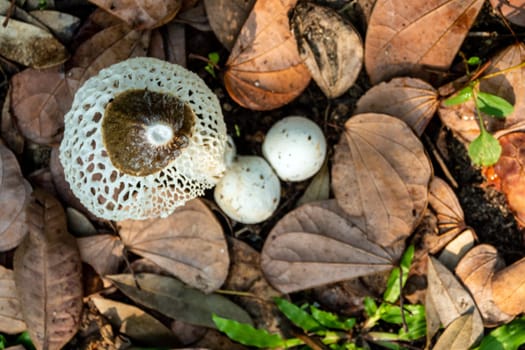 Dancing mushroom growing on the ground full of dry leaves