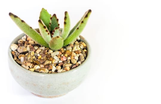 Small Kalanchoe succulent plant, freshness leaves of Kalanchoe tomentosa grow in the ceramic pot