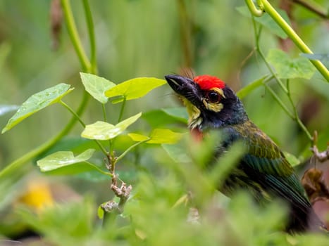 The Coppersmith barbet bird in the garden