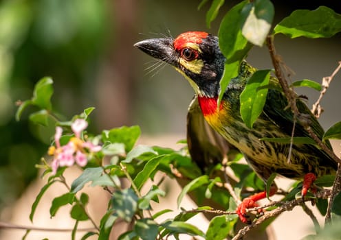 The Coppersmith barbet bird in the garden