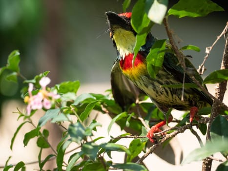 The Coppersmith barbet bird in the garden