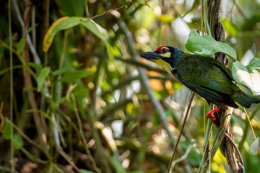 The Coppersmith barbet bird in the garden