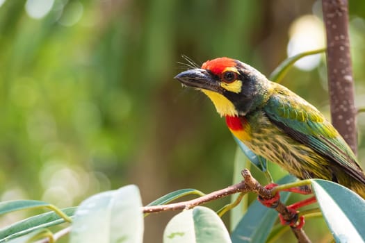 The Coppersmith barbet bird in the garden