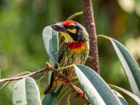 The Coppersmith barbet bird in the garden