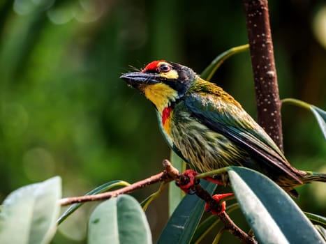 The Coppersmith barbet bird in the garden