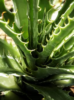 Agave succulent plant, close up white wax on freshness leaves with thorn of Agave leaf