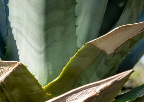 Agave succulent plant, close up white wax on freshness leaves with thorn of Agave leaf