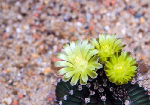 Yellow flower of Gymnocalycium cactus, LB Gymnocalycium cactus growing in gravel sand ground