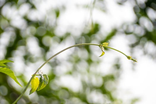 Vine of Mikania micrantha bitter vine the invasive alien species in nature