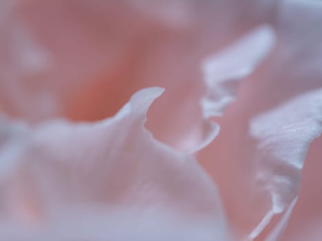 Close-up delicate rose petals as nature background