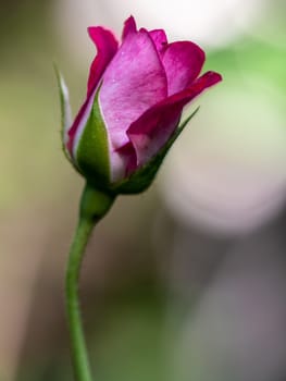 Midnight Blue rose begin to bloom the petals slowly bloom