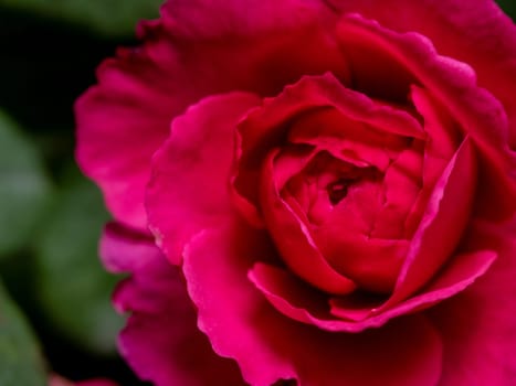 Shape and colors of Princess Kishi roses that blooming