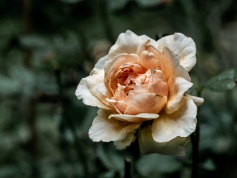 The wounded petals of a withering Masora roses