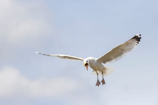 seagull flies and screams wide open beak , flying birds