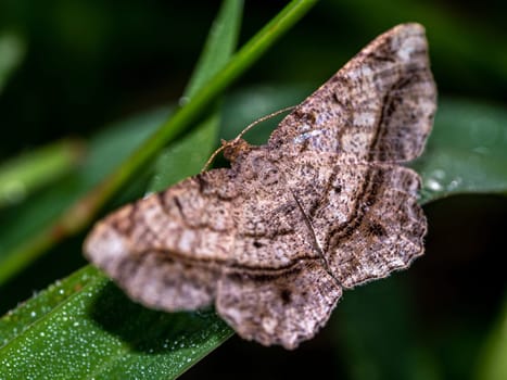 The camouflage pattern on looper moth wings