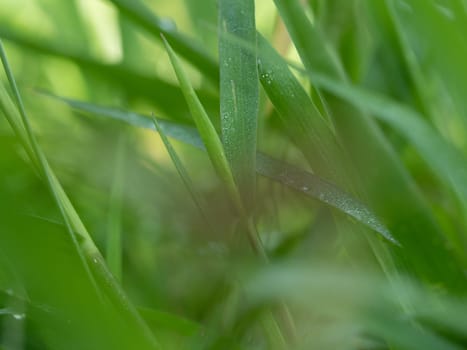 Natural outdoors natural background in green and yellow tones, Blurred green plant leaf background