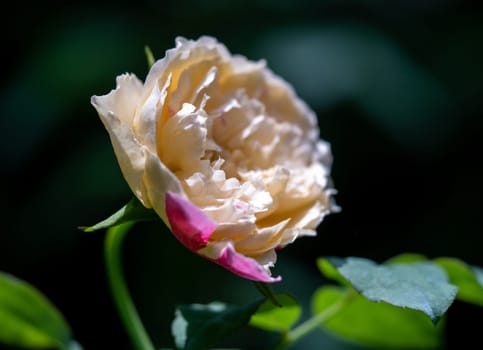 Shape and colors of Fugetsu roses that bloom in Tropical climates
