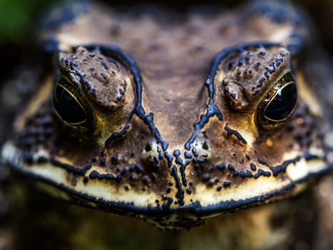 Close-up of the face of a Toad Bufo melanostictus