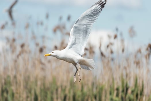 seagull flies on a background of reeds , flying birds