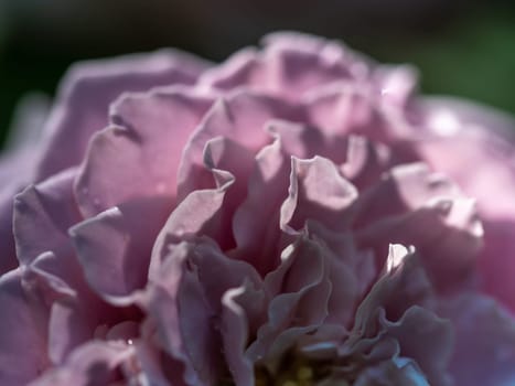 Close-up delicate Princess Kaori rose petals as nature background