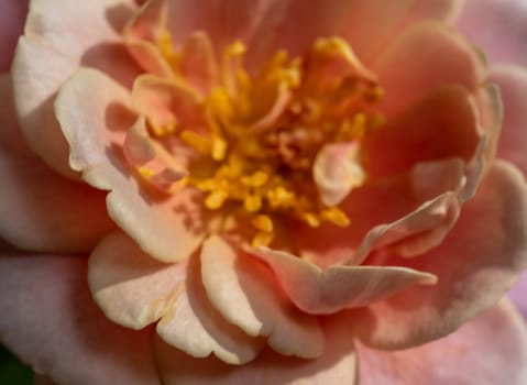 Close-up delicate Distant drums rose pollens and petals as nature background