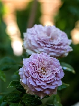 Shape and colors of Princess Kaori roses that blooming