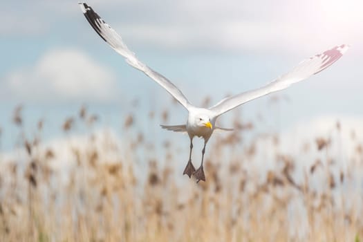seagull flies with wide wings , flying birds