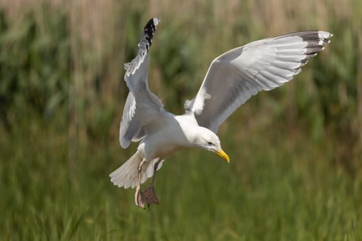 seagull lands in green thickets , flying birds