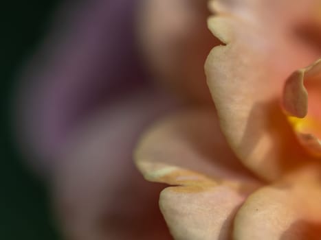 Close-up delicate Distant drums rose petals as nature background