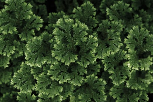 Full-frame texture background of Spike Moss fern leaves