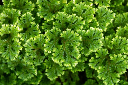 Full-frame texture background of Spike Moss fern leaves