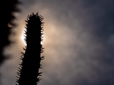 Silhouette Madagascar palm the Spiky desert plant in the hard sunlight of daytime