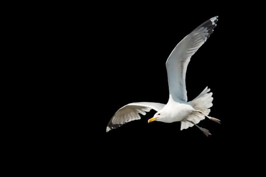 white bird flying spread wings isolated on black , flying birds