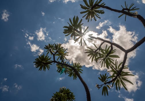 Low angle view of Madagascar palm the Spiky desert plant against blue sky