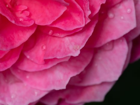 Close-up delicate Yuzen rose petals as nature background