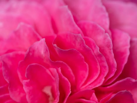 Close-up delicate Yuzen rose petals as nature background