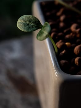 Young seedlings of weed growth in the pot