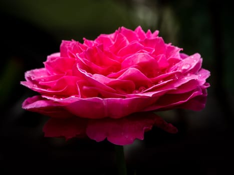 Shape and colors of Yuzen roses that blooming in Tropical climates