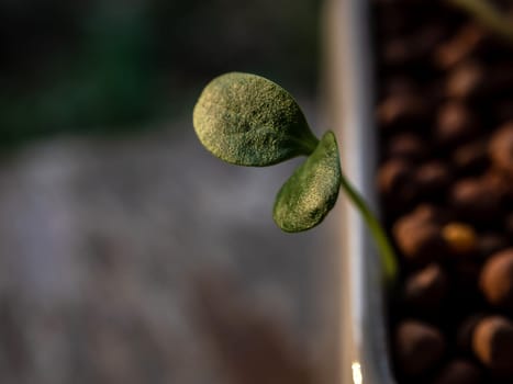 Young seedlings of weed growth in the pot