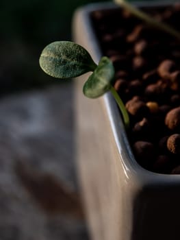 Young seedlings of weed growth in the pot