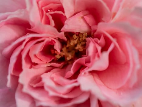 Close-up delicate Princess Meiko rose pollens and petals as nature background
