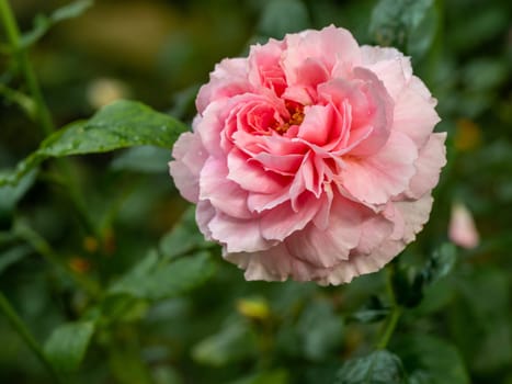 Shape and colors of Princess Meiko rose that blooming in Tropical climates