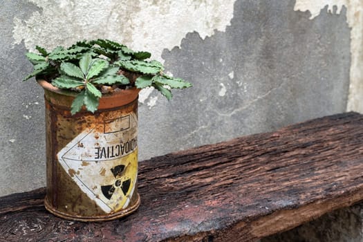 Euphorbia capsaintemariensis in the old package of radioactive material