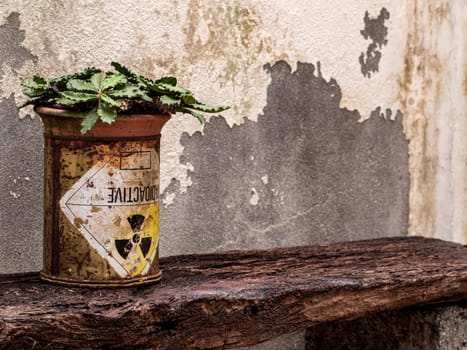 Euphorbia capsaintemariensis in the old package of radioactive material